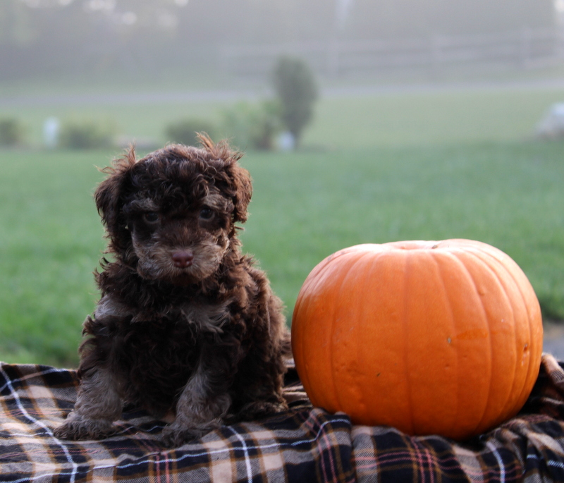 puppy, for, sale, Toy Poodle, Matthew B. Stoltzfus, dog, breeder, Gap, PA, dog-breeder, puppy-for-sale, forsale, nearby, find, puppyfind, locator, puppylocator, aca